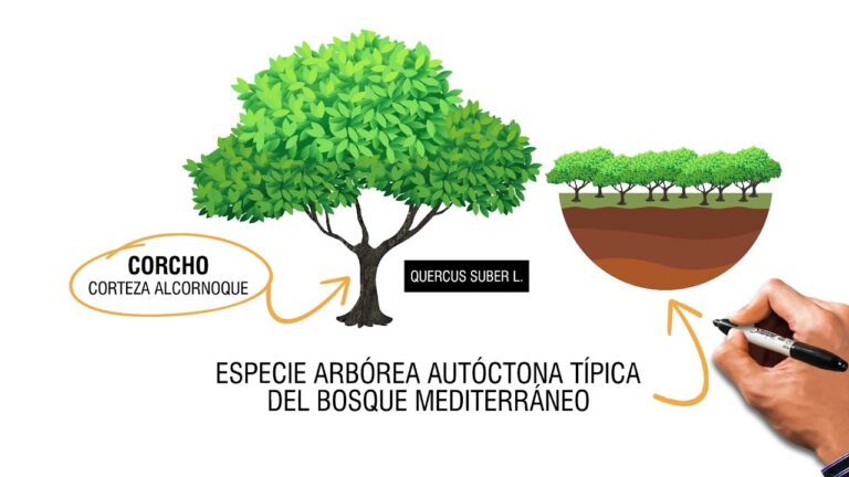 Ventajas del Corcho como Aislamiento T&eacute;rmico